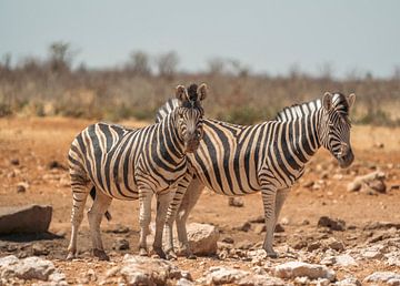 Afrikaanse zebra in Etosha National Park in Namibië, Afrika van Patrick Groß