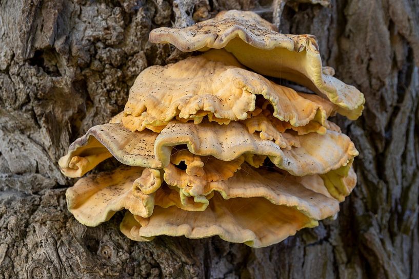 Un champignon pousse dans un arbre par VenPhoto