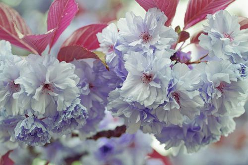 Bloesem fantasie van Jolanda de Jong-Jansen