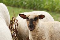 Neugieriges Schaf von Anja Bagunk Miniaturansicht