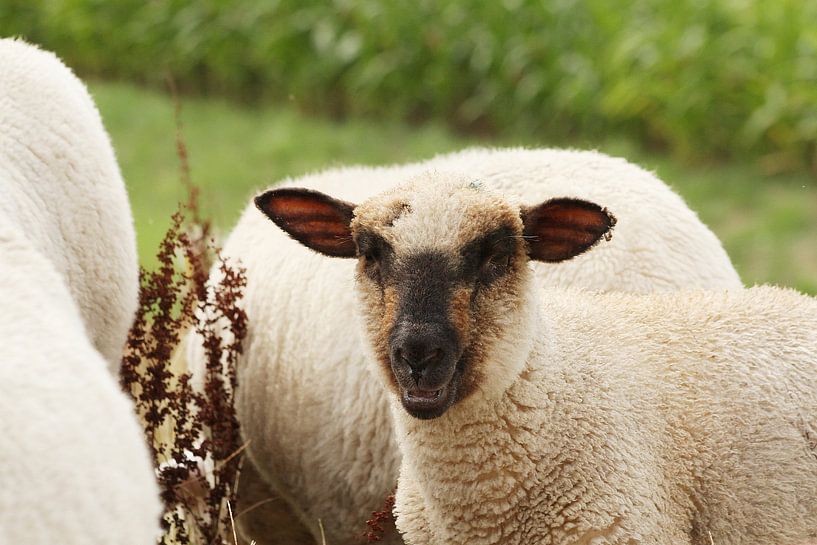 Neugieriges Schaf von Anja Bagunk