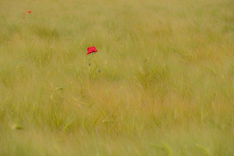 Klaproos by Moetwil en van Dijk - Fotografie