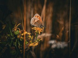 Butterfly by Miranda Koenders