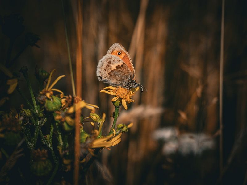 Butterfly by Miranda Koenders