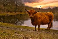 Schotse Hooglander