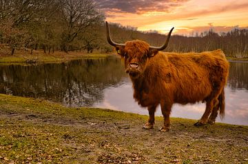 Highlander écossais sur Tom Verdam