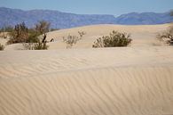 Mesquite Flat Zand duinen von Jeffrey Van Zandbeek Miniaturansicht