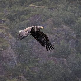 Im Regen von Severin Frank Fotografie