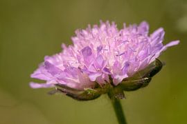 Fleur de la knautia des champs (Knautia arvensi)