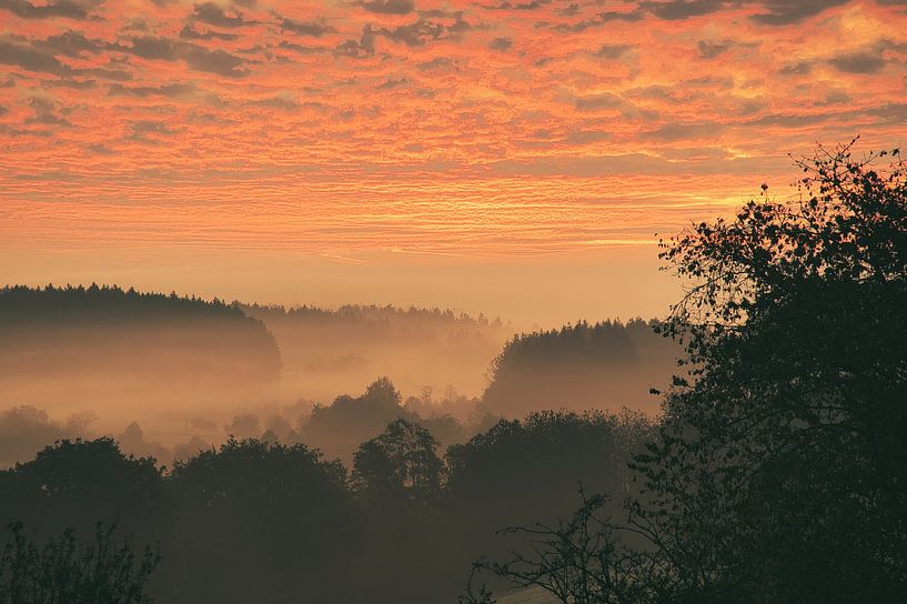 Bomen in het bos in de mist bij zonsopgang van Martin Köbsch