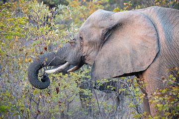 Olifant | Kruger Park | Zuid Afrika van Claudia van Kuijk