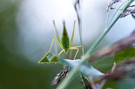Grasshopper in Spring van Mees Tempelaar