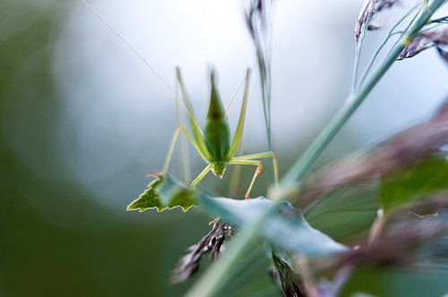 Grasshopper in Spring