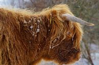 Schottischer Highlander im Schnee von Dirk van Egmond Miniaturansicht