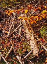 Stilleven in het herfstelijke bos van Roger Trelou