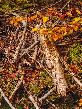 Stilleven in het herfstelijke bos