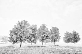 Bäume beim Hofgut Dauenberg bei Eigeltingen im Hegau - Landkreis Konstanz von BlattArt - Christine Horn