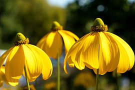 BERLIN Pflanzen - the coneflower