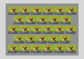 Small garnet-eyed by Matthias Brix