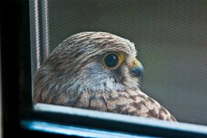 Greifvogel / Turmfalke 2)