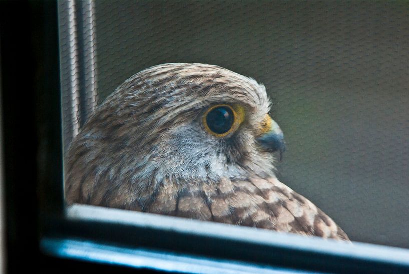 Greifvogel / Turmfalke 2) von Norbert Sülzner