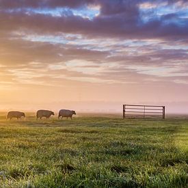 Des moutons dans les prés sur sjaak vogel