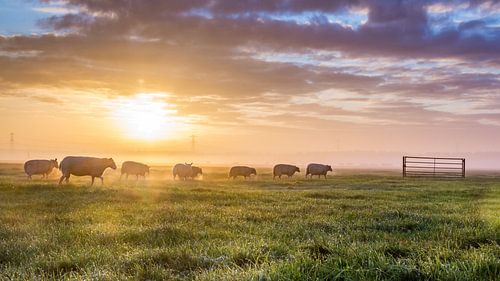 Schaapjes in de weiden