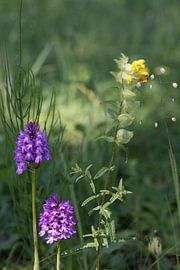 zwei Anacamptis pyramidalis (Hundskraut) mit einer großen Rattlerblume (Rhinanthus angustifolius) im Hintergrund von W J Kok