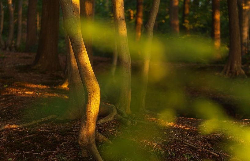 Zommer sun on trees in the star forest Paterswolde (Groningen) Netherlands by Marcel Kerdijk