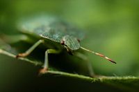 The Green Shieldbug