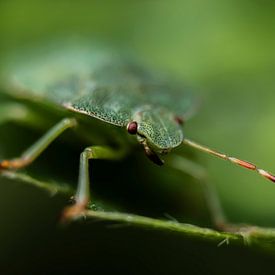 The Green Shieldbug by Jorn Veen