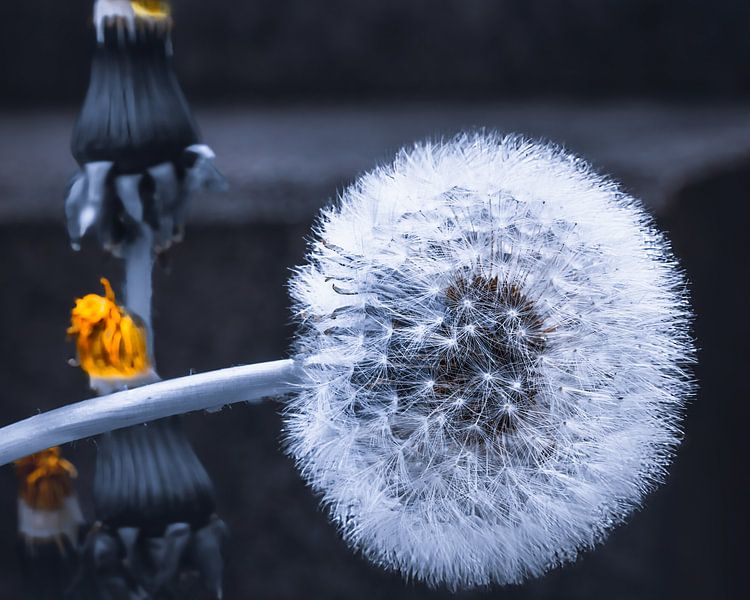 Pusteblume von Hans-Bernd Lichtblau