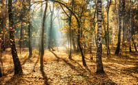 zonnig herfstbos