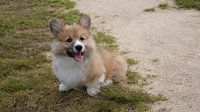 Welsh corgi puppy on the gras