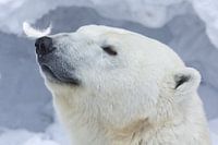 Eisbär-Porträt