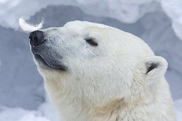 Portrait d'ours polaire, Anton Belovodchenko sur 1x