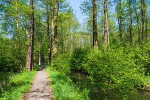 Landschaft im Spreewald bei Lübbenau