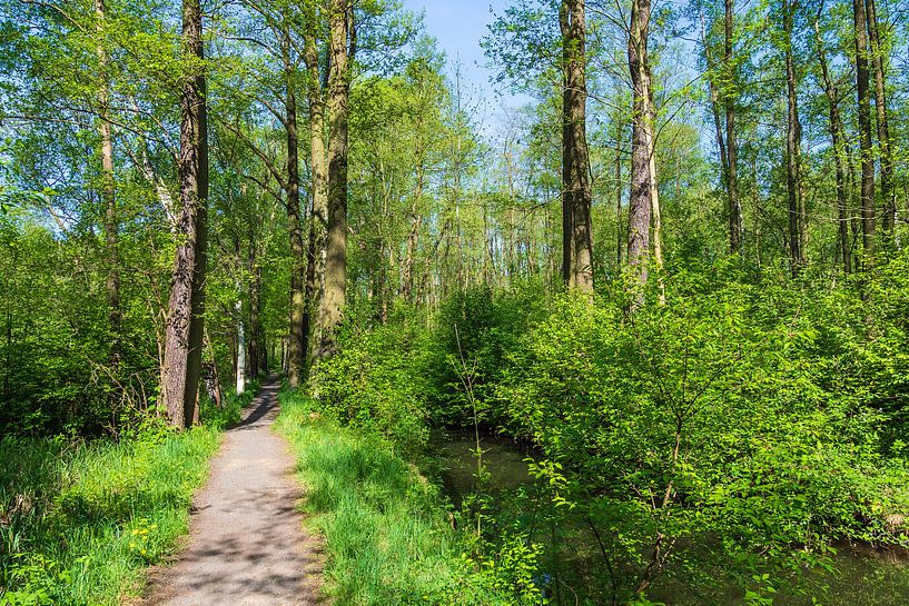 Landscape in the Spreewald area, Germany by Rico Ködder