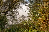 Verkleurende bomen en struiken aan de rand van een mistig meer van Ruud Morijn thumbnail