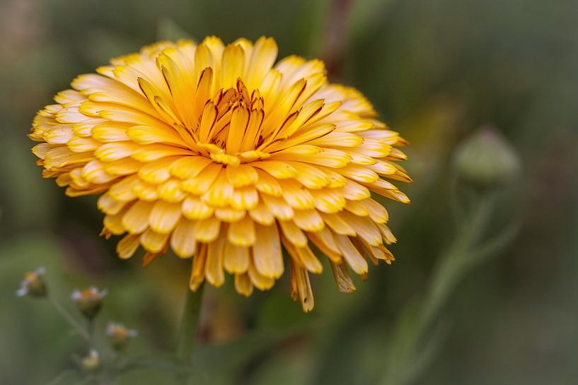 Ringelblume von Rob Boon