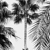 Palm Tree Breeze - Black & White by Gal Design