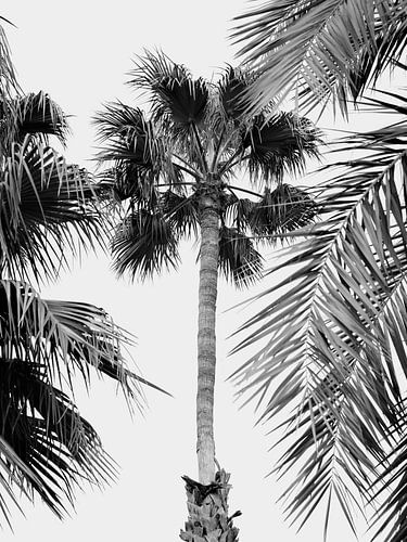 Palm Tree Breeze - Black & White