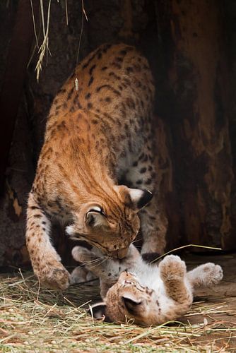 klein schattig heel klein lynx poesje dat op zijn rug ligt en met zijn moeder speelt - een enorme ka
