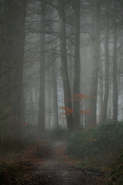 An exciting forest path by SR Blaauw