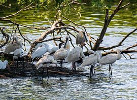 Spoonbills by Han van der Staaij