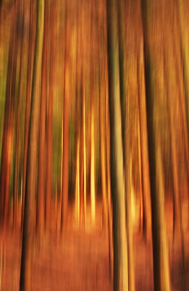 Bäume van Gabi Siebenhühner