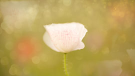 Weißer Mohn im Gegenlicht – zarte Blüte vor goldgrünem Bokeh von Laura Georgi Tier- und Ladschaftsfotografie