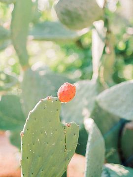 Cactus Fruit | Smaakt als watermeloen van Youri Claessens