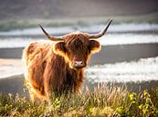 Portret van een Schotse hooglander #3 van Evelien Oerlemans thumbnail