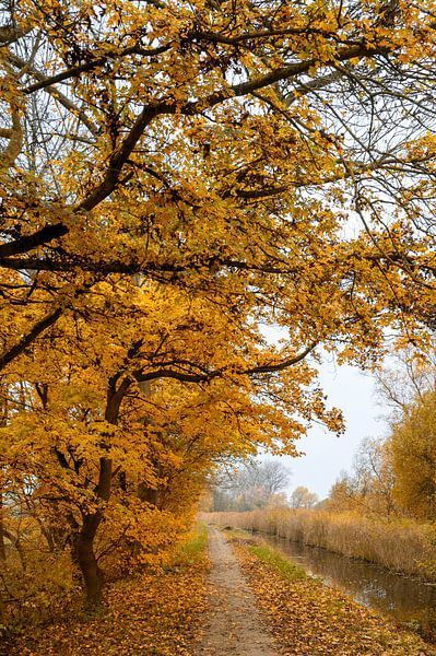 Herfst in het Amsterdamse Bos van Peter Bartelings